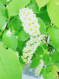 Close-up of white flowering plant