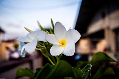 Close-up of white flowering plant