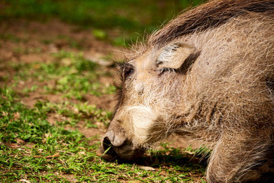 Close-up of a horse