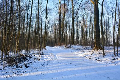 Trees in forest during winter