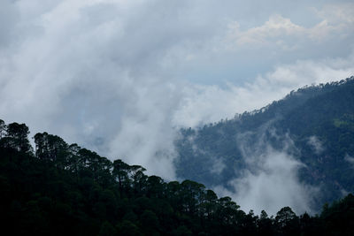 Low angle view of trees against sky