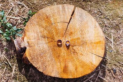 Close-up of tree stump in forest