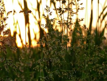 Sun shining through plants