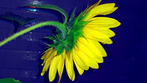 Close-up of yellow day lily