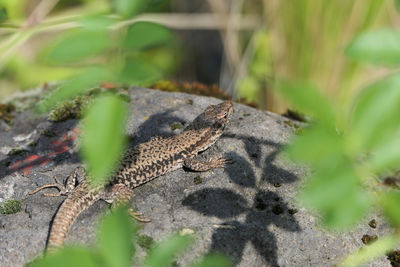 Close-up of lizard on field