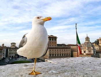 Seagull perching on built structure against sky