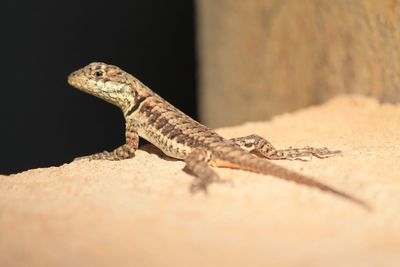 Close-up of lizard