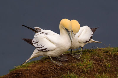 High angle view of gannets on field by sea