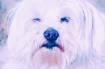 Close-up portrait of dog