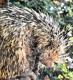 Close-up of an animal