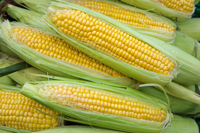 Close-up of vegetables