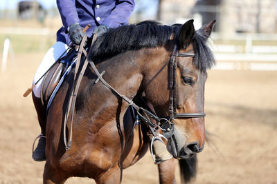 Close-up of a horse