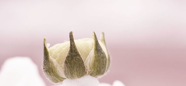 Close-up of flower 