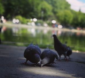 Close-up of birds perching on road