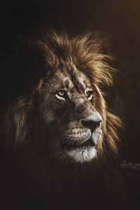 Close-up of lioness