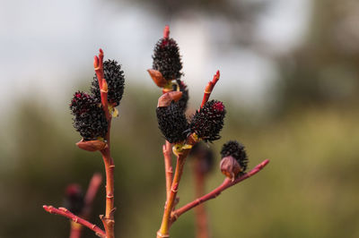 Close-up of black pussy willow buds