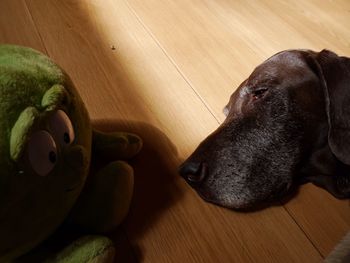 Close-up of cat relaxing on the wall