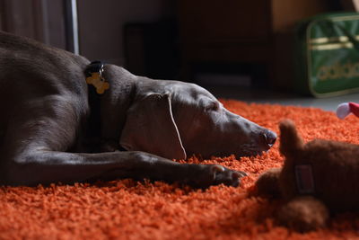 Weimaraner resting on carpet