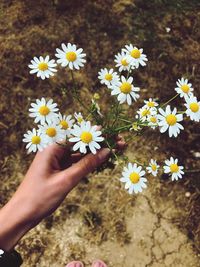 Midsection of person holding daisy flowers