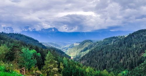 Scenic view of pine trees against sky