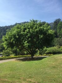 Trees on field against sky