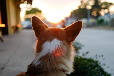 Close-up of a dog at sunset