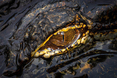 Close-up of crocodile in sea