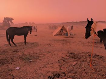 Horses on a field