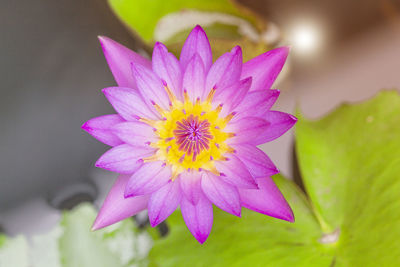 Close-up of pink flower