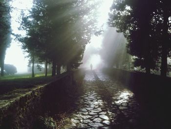 Sun shining through trees
