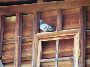 View of bird perching on wooden roof