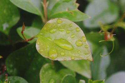 Close-up of wet leaf on plant