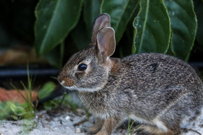 Marsh rabbit sylvilagus palustris with its short ears and large eyes sits on the edge of a wooded 