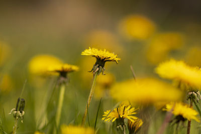 Close-up of yellow flowering plant on field