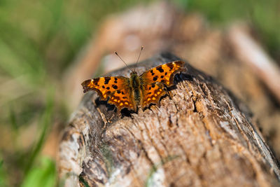 Close-up of butterfly on leaf