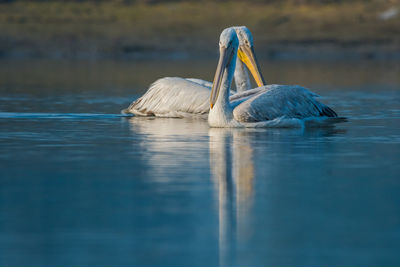 View of bird swimming in lake