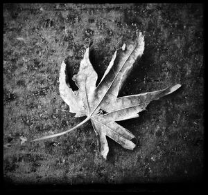 Close-up of leaf