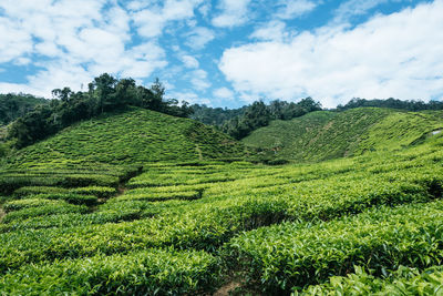 Scenic view of agricultural field against sky