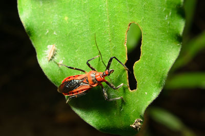 Close-up of insect on leaf