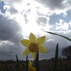 Close-up of yellow flowers against cloudy sky