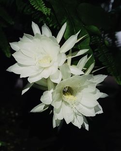 Close-up of white flowering plant