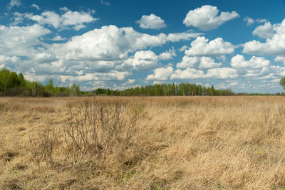 Dry meadow, green trees and white clouds on the blue sky, spring view