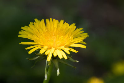 Close-up of yellow flowering plant