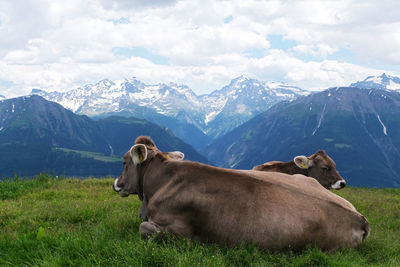 View of a horse on field against mountain range