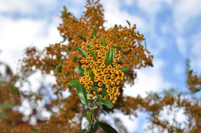 Low angle view of flowers blooming on tree