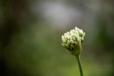 Close-up of flower bud