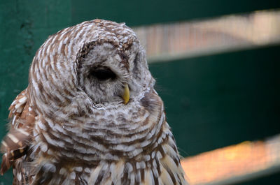 Close-up of owl perching outdoors