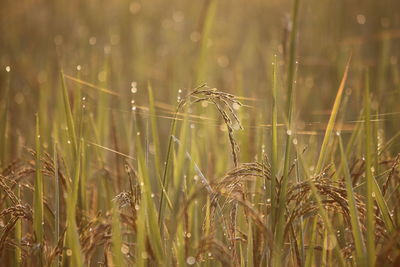 Close-up of wheat growing on field