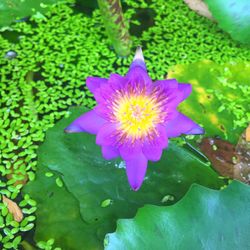 Close-up of purple water lily blooming outdoors