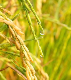 Close-up of crops growing on field